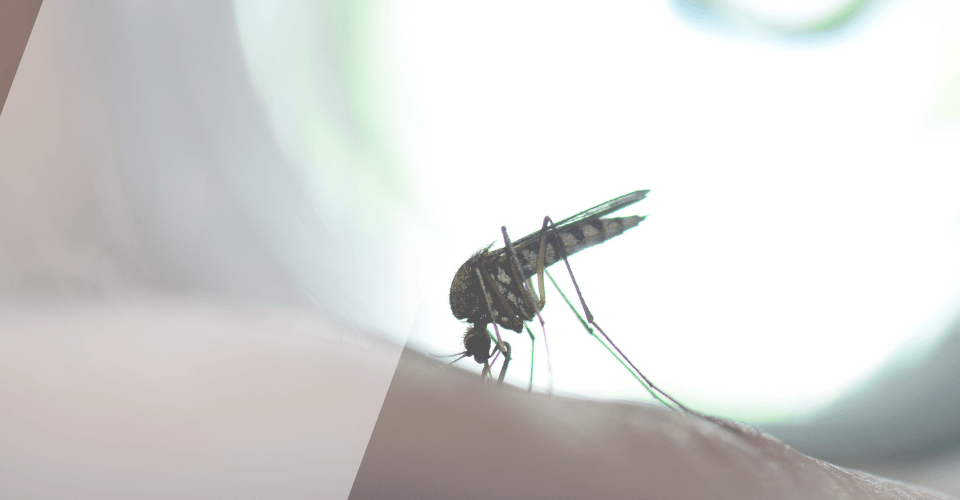 Unisanté web image recherche Dengue vaccin 